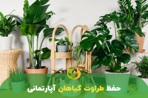 حفظ طراوت گیاه آپارتمانی