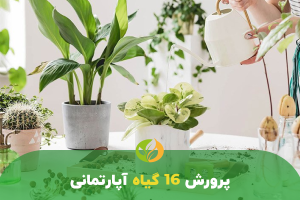 پرورش گیاه آپارتمانی